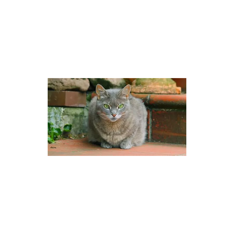 Chat gris