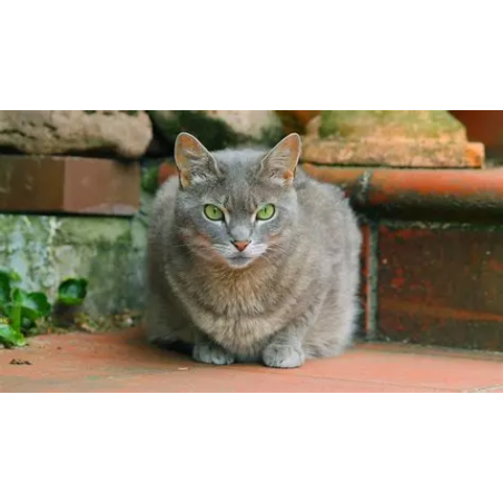 Chat gris