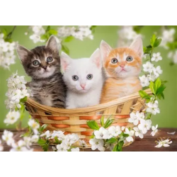 Kit de chats