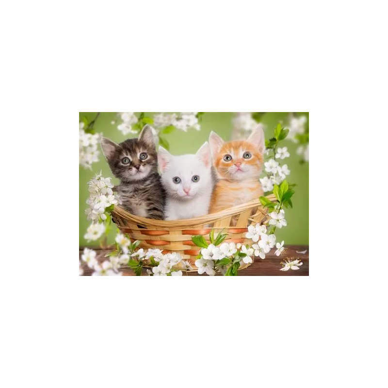 Kit de chats
