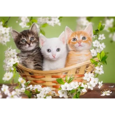 Kit de chats