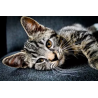 Kit de chats