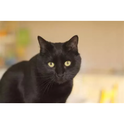 Kit de chats
