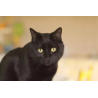Kit de chats