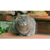 Kit de chats